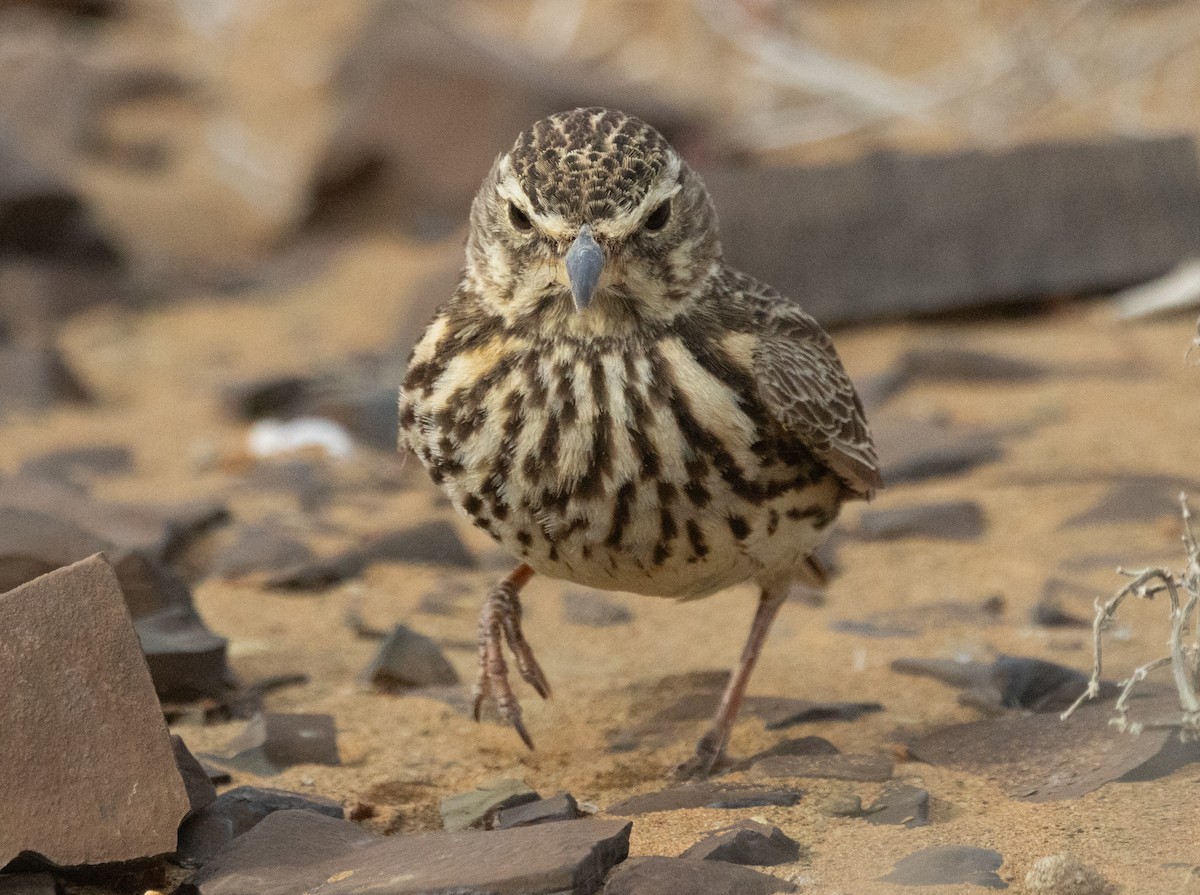 Large-billed Lark - ML642420015