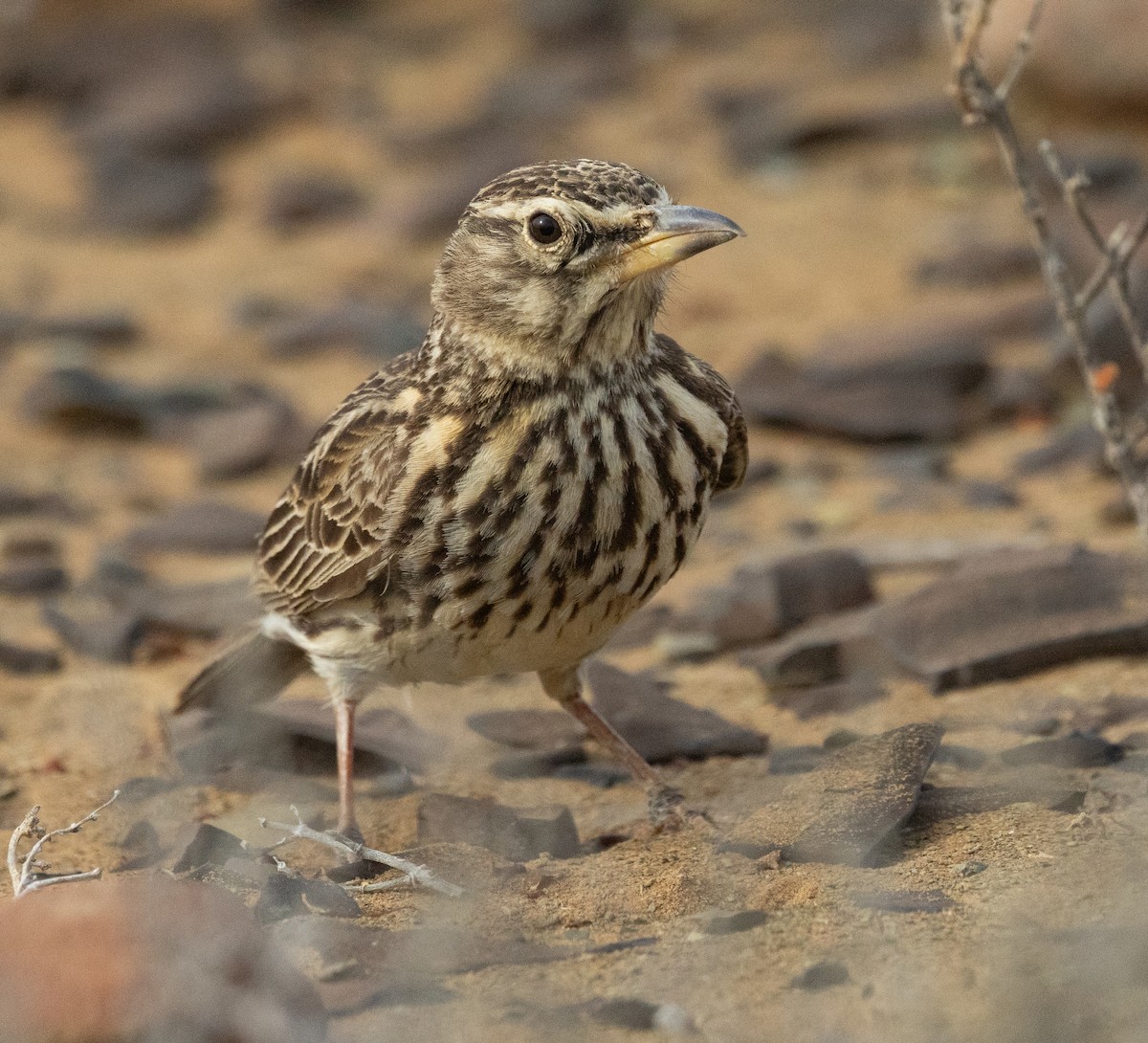 Large-billed Lark - ML642420018