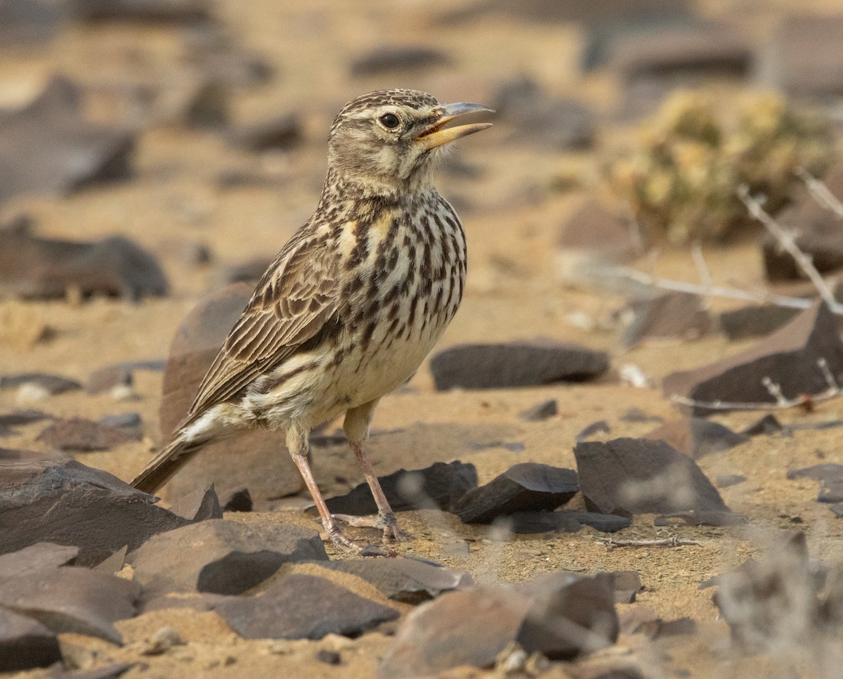 Large-billed Lark - ML642420019