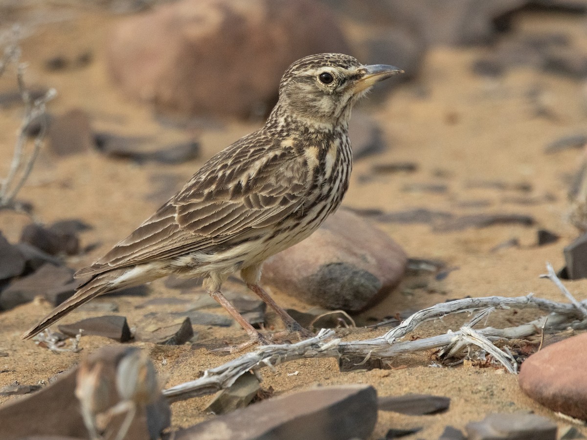 Large-billed Lark - ML642420020