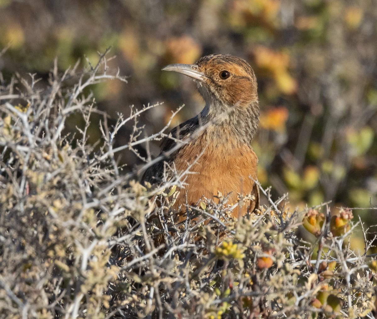Spike-heeled Lark - ML642420032