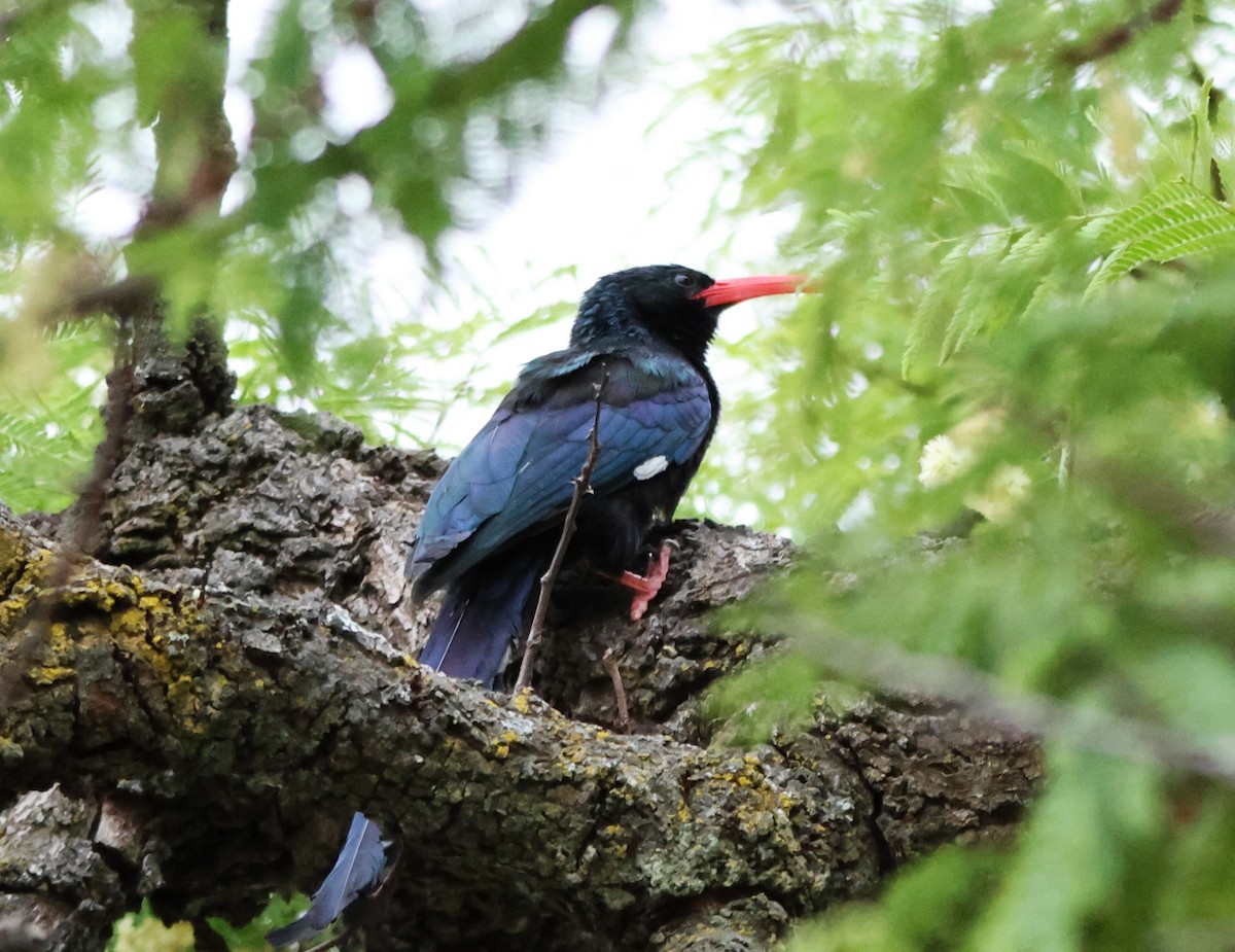 Green Woodhoopoe - ML642420034