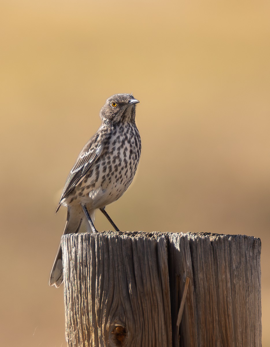 Sage Thrasher - ML642420036