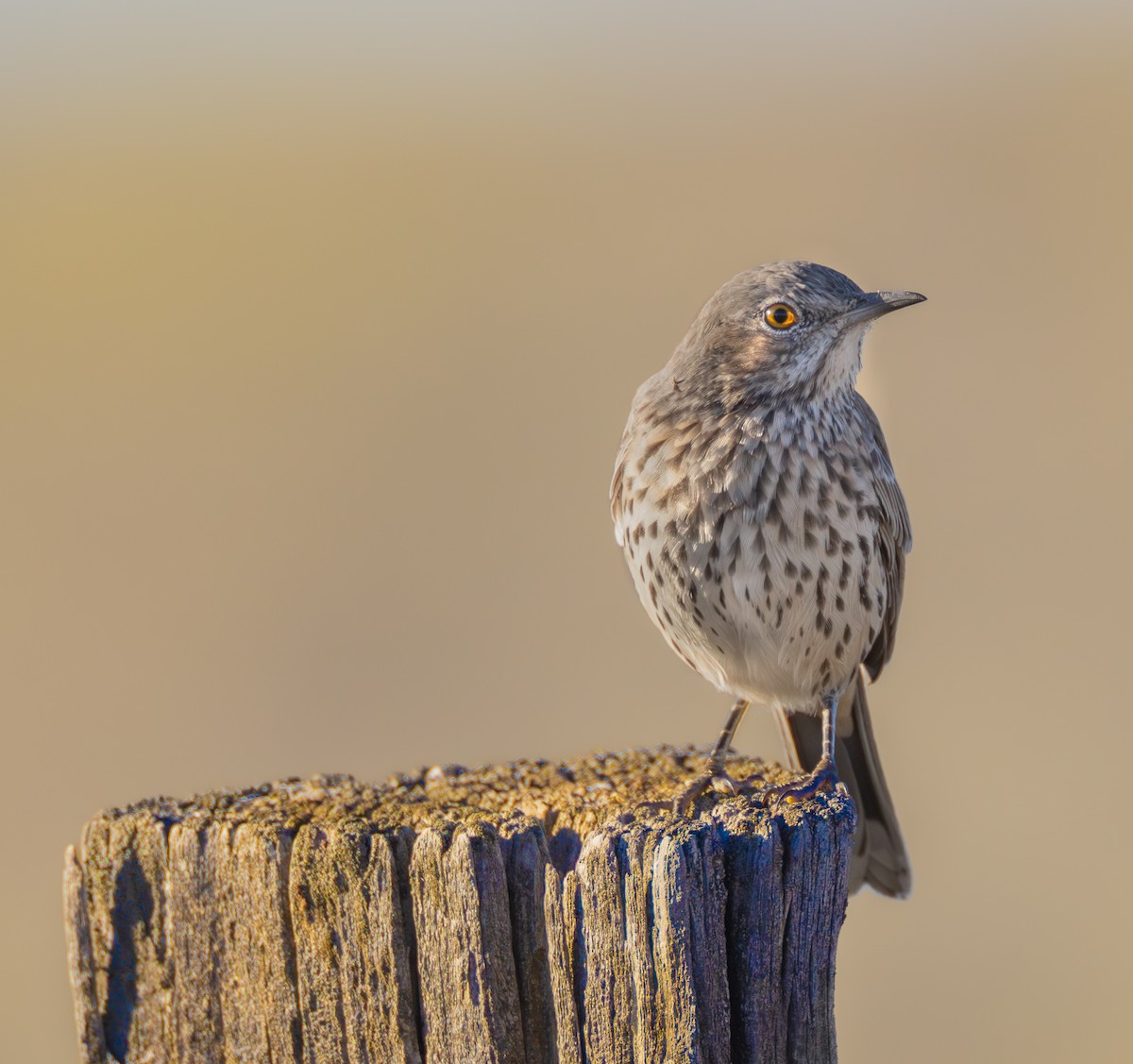 Sage Thrasher - ML642420037