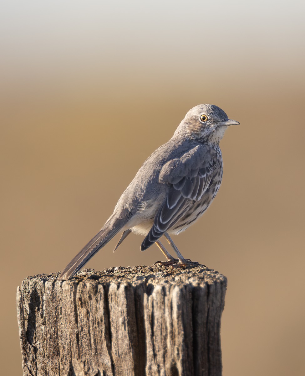 Sage Thrasher - ML642420038