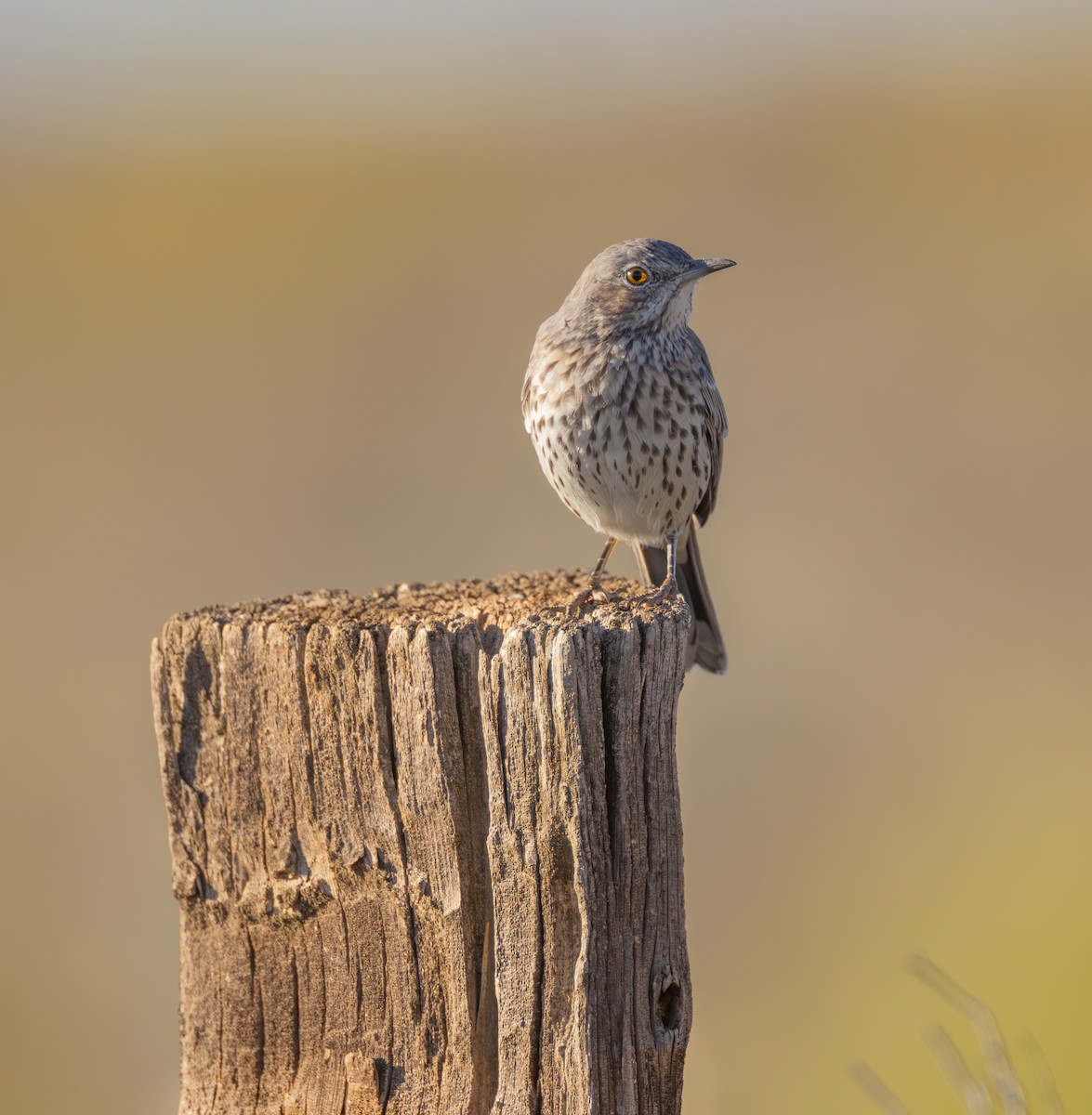 Sage Thrasher - ML642420039