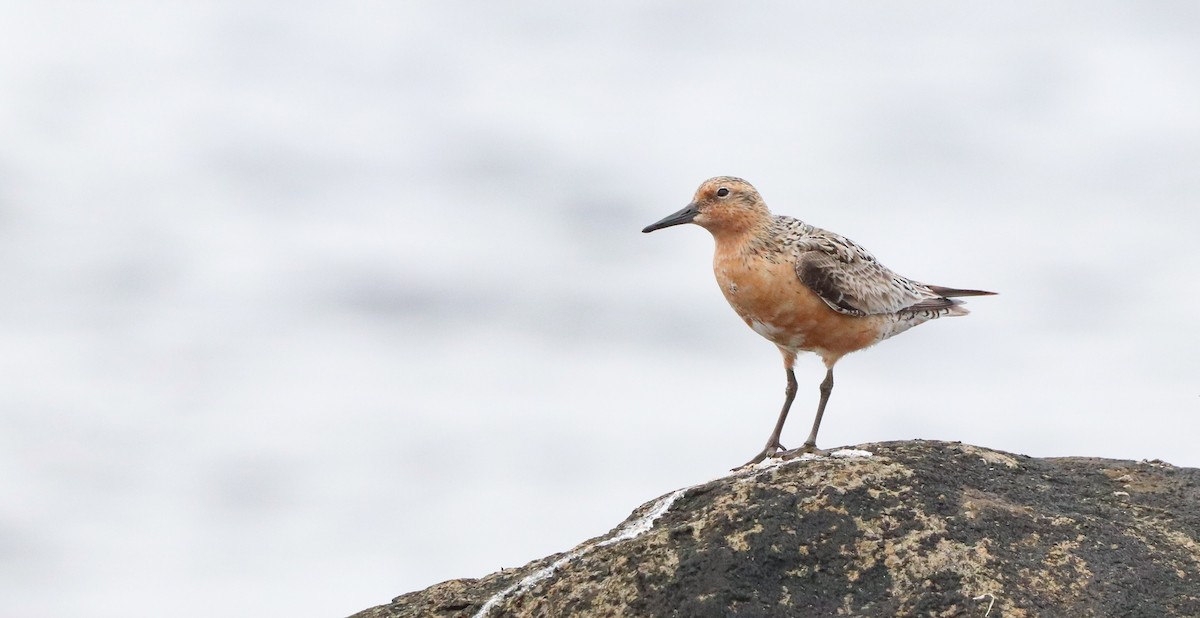 Red Knot - ML642420041