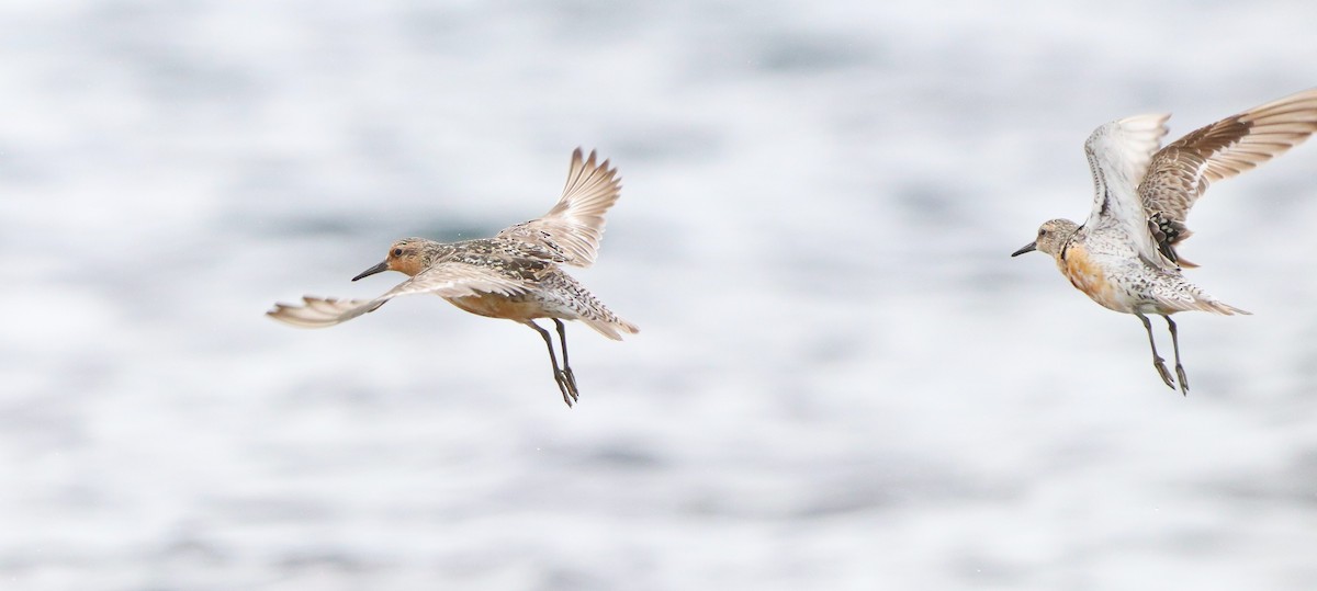 Red Knot - ML642420042