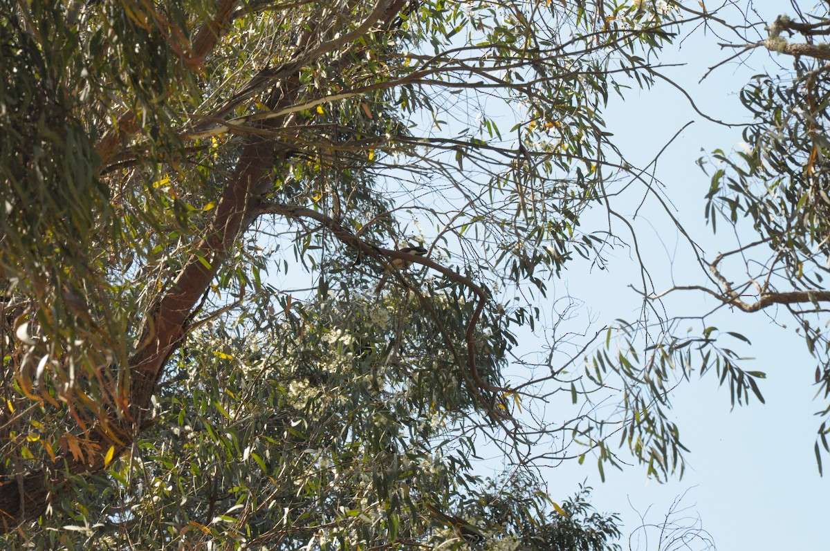 Blue-faced Honeyeater - ML642420047