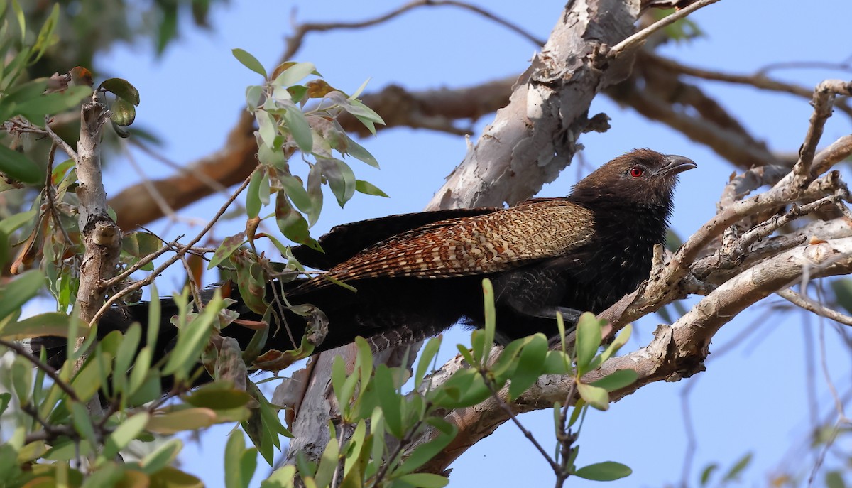 Pheasant Coucal - ML642420048