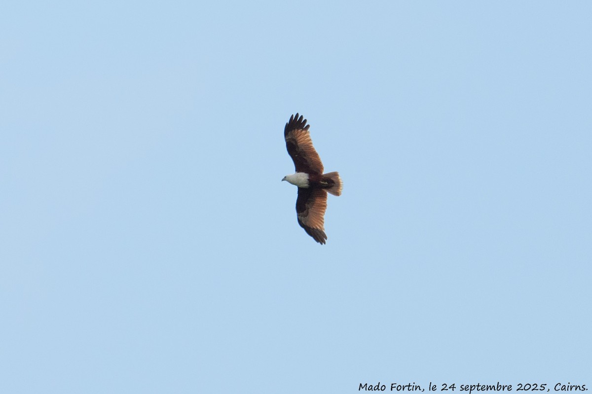 Brahminy Kite - ML642420049