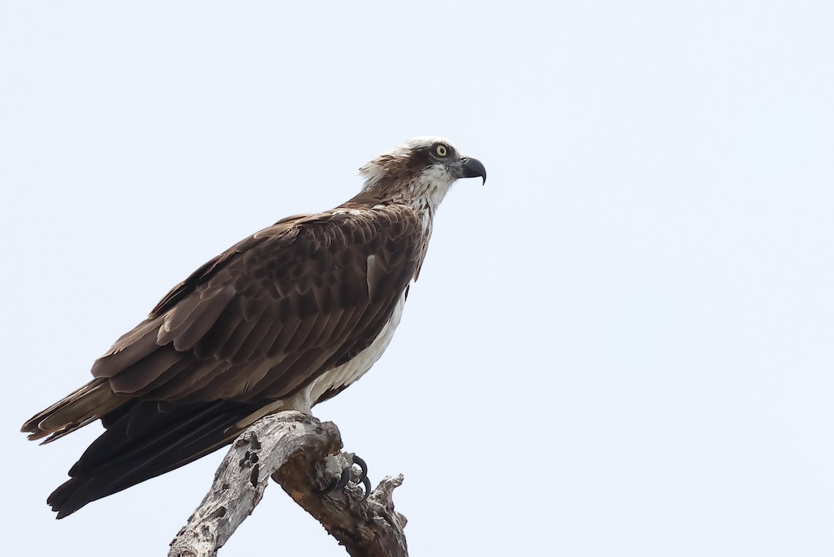 Osprey - ML642420050