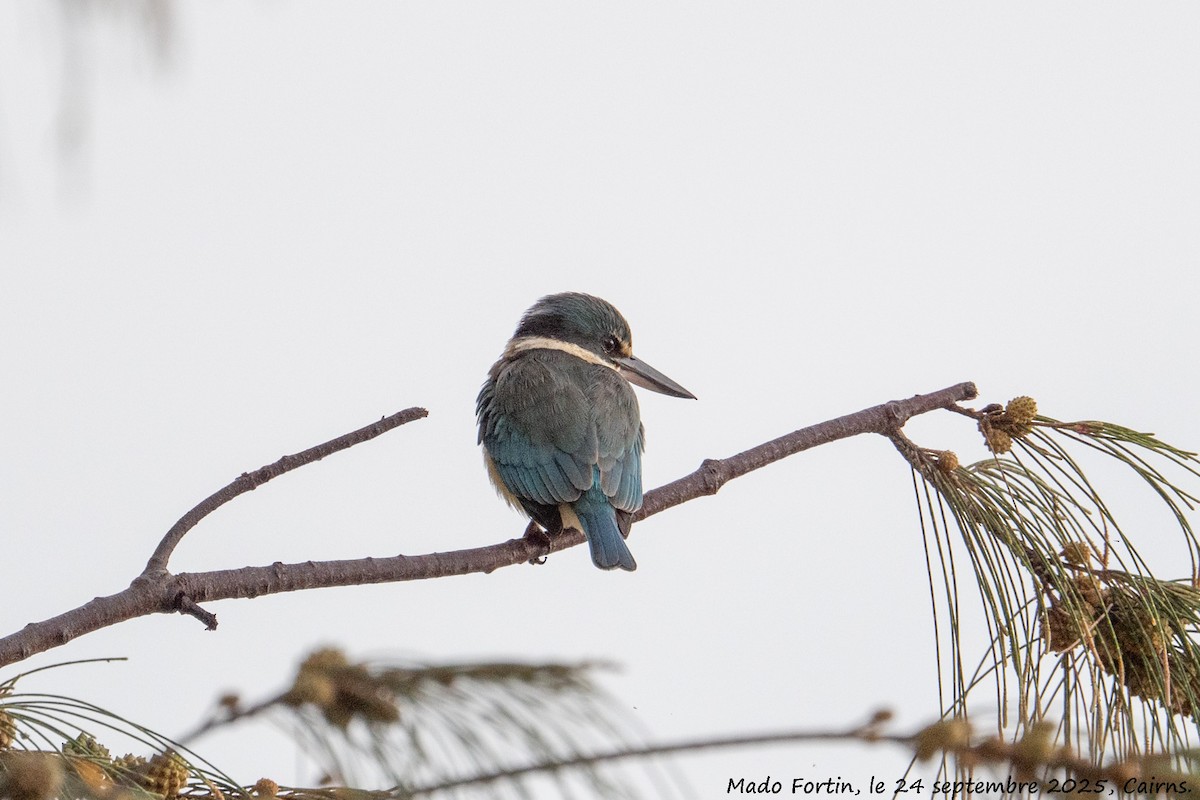 Sacred Kingfisher - ML642420051