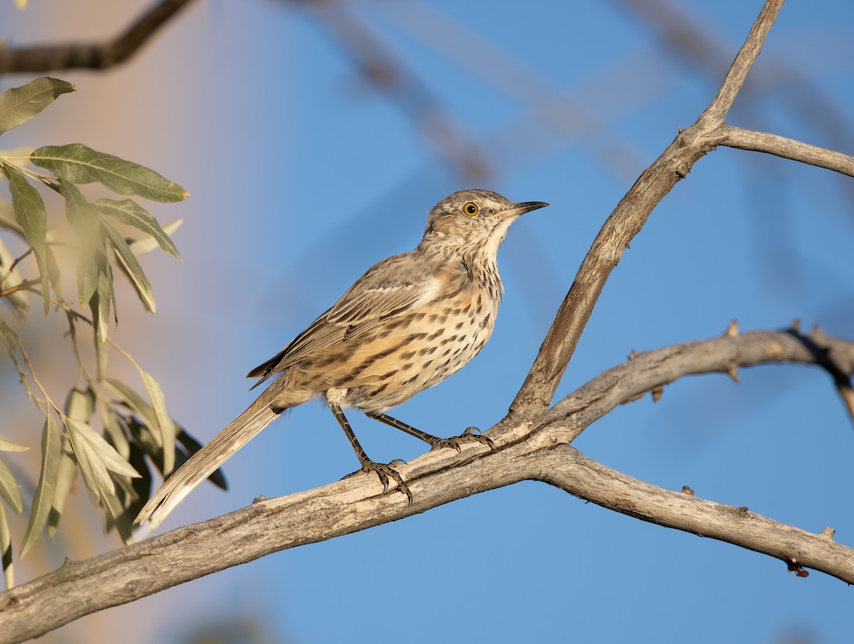 Sage Thrasher - ML642420052