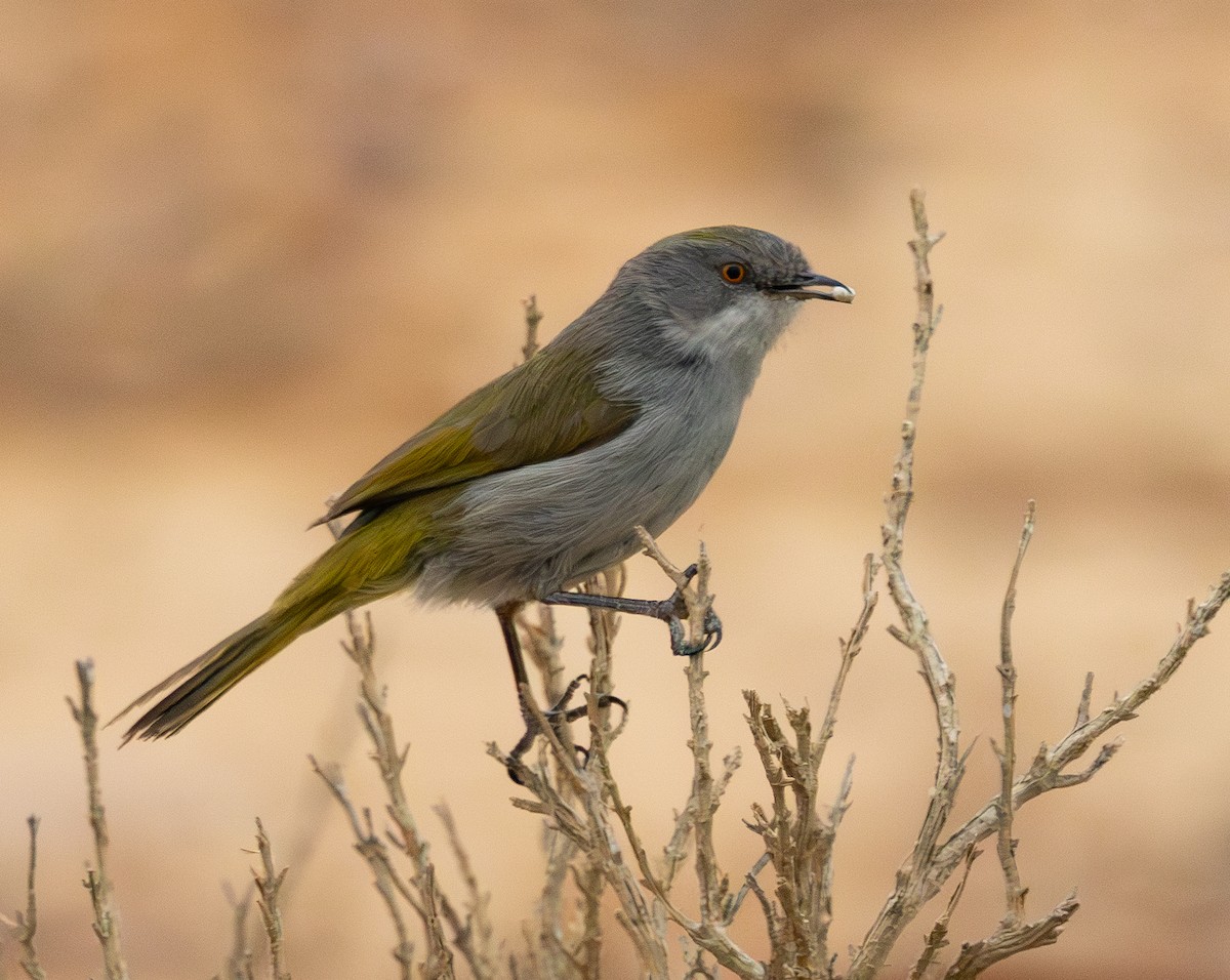 Karoo Eremomela - ML642420054