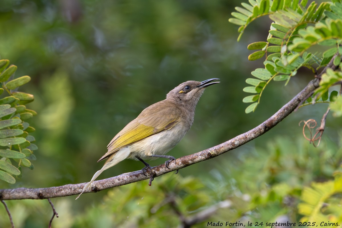 Brown Honeyeater - ML642420055