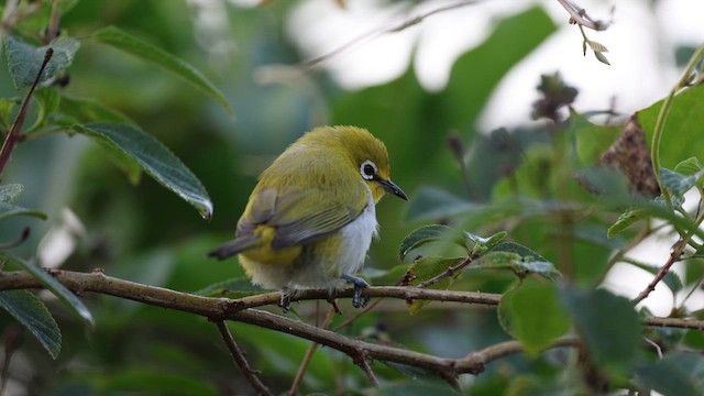 Indian White-eye - ML642420056