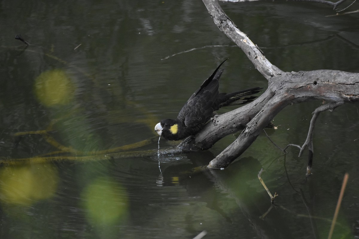 Yellow-tailed Black-Cockatoo - ML642420057