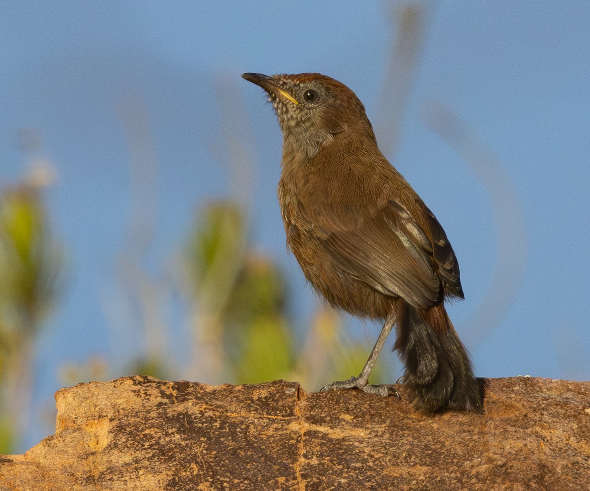 Cinnamon-breasted Warbler - ML642420059