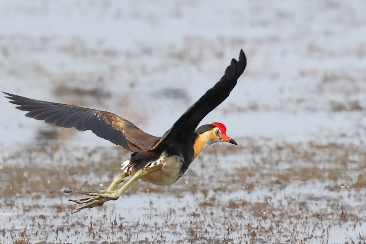 Comb-crested Jacana - ML642420060