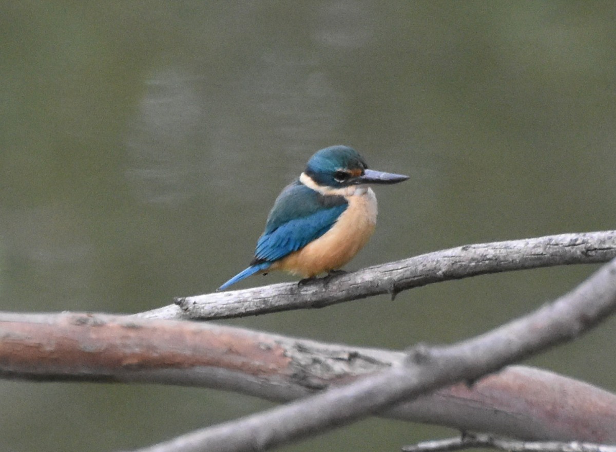 Sacred Kingfisher (Australasian) - ML642420061