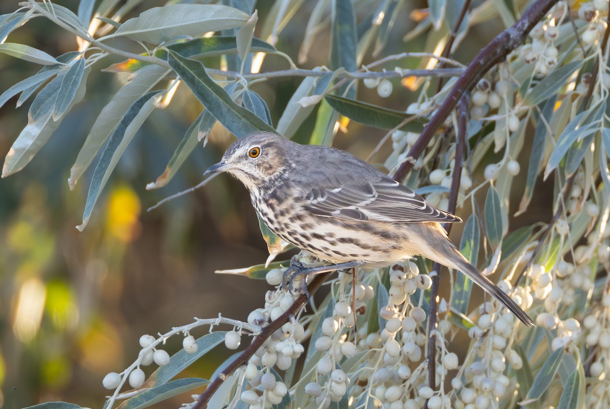 Sage Thrasher - ML642420063