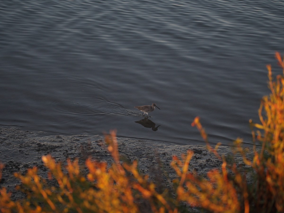 Willet - ML642420064
