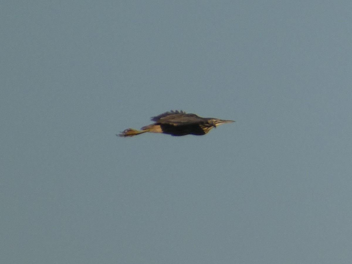 American Bittern - ML642420066
