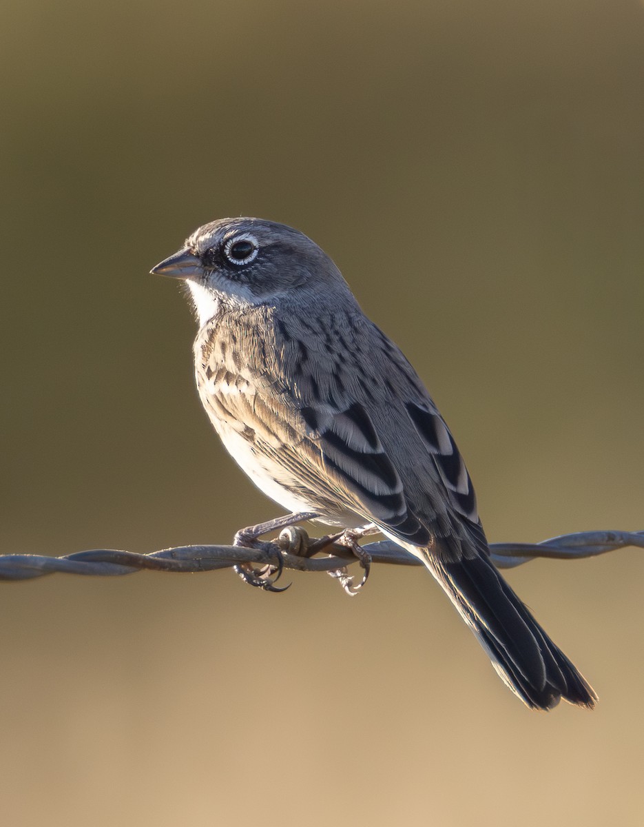 Sagebrush Sparrow - ML642420068