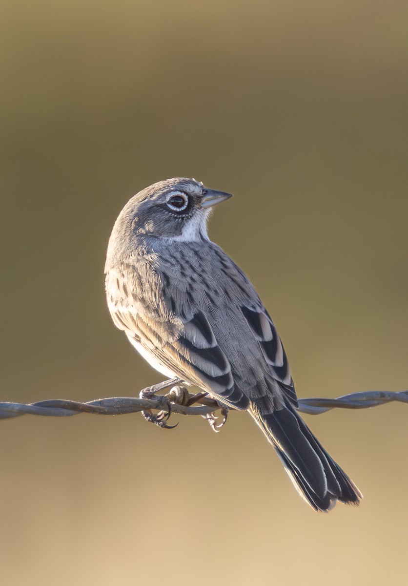 Sagebrush Sparrow - ML642420069