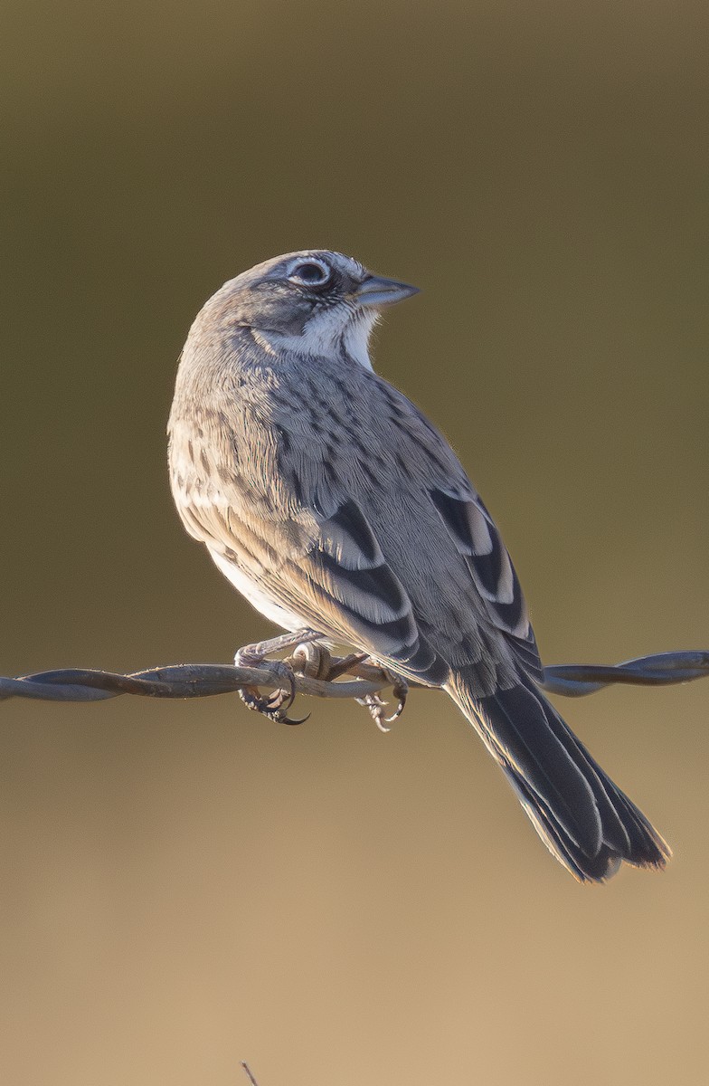 Sagebrush Sparrow - ML642420070