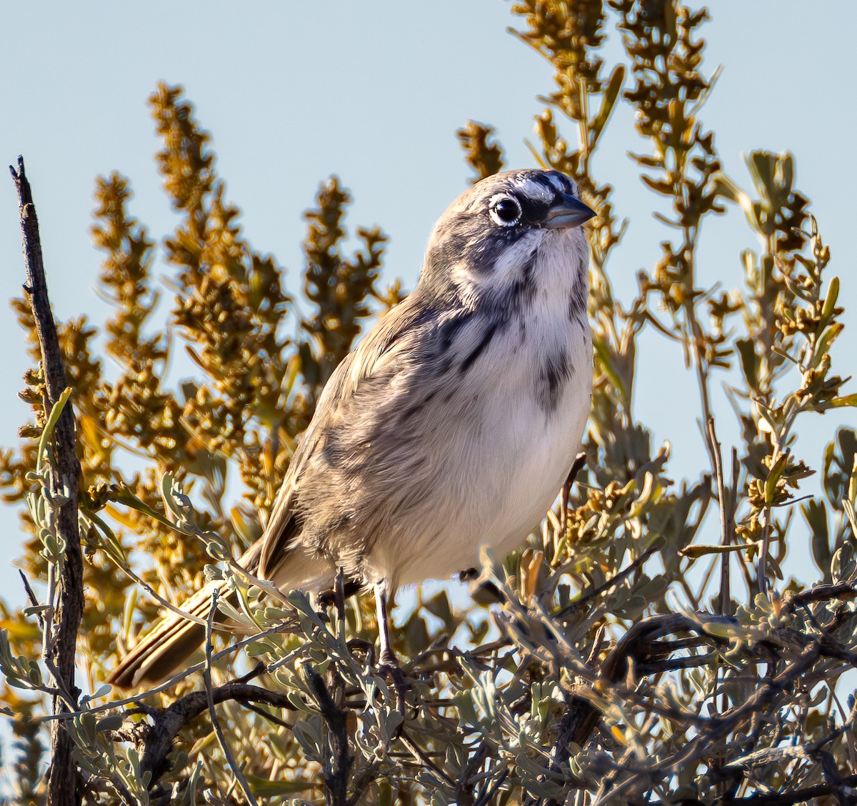 Sagebrush Sparrow - ML642420071