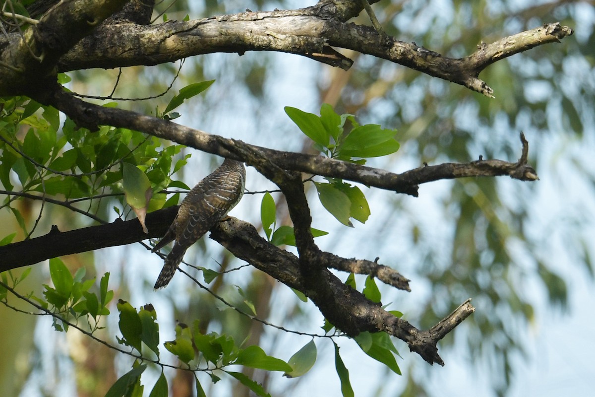 Himalayan Cuckoo - ML642420120