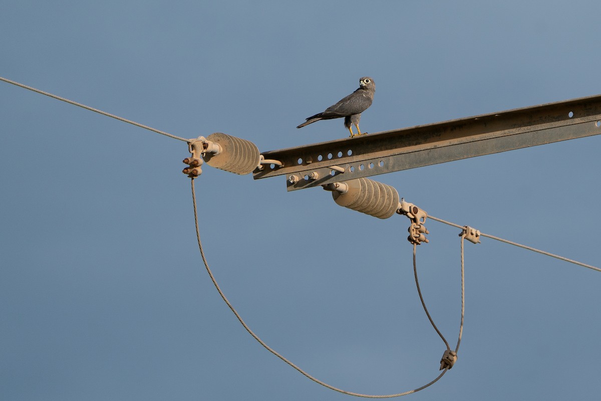Gray Kestrel - ML642420130
