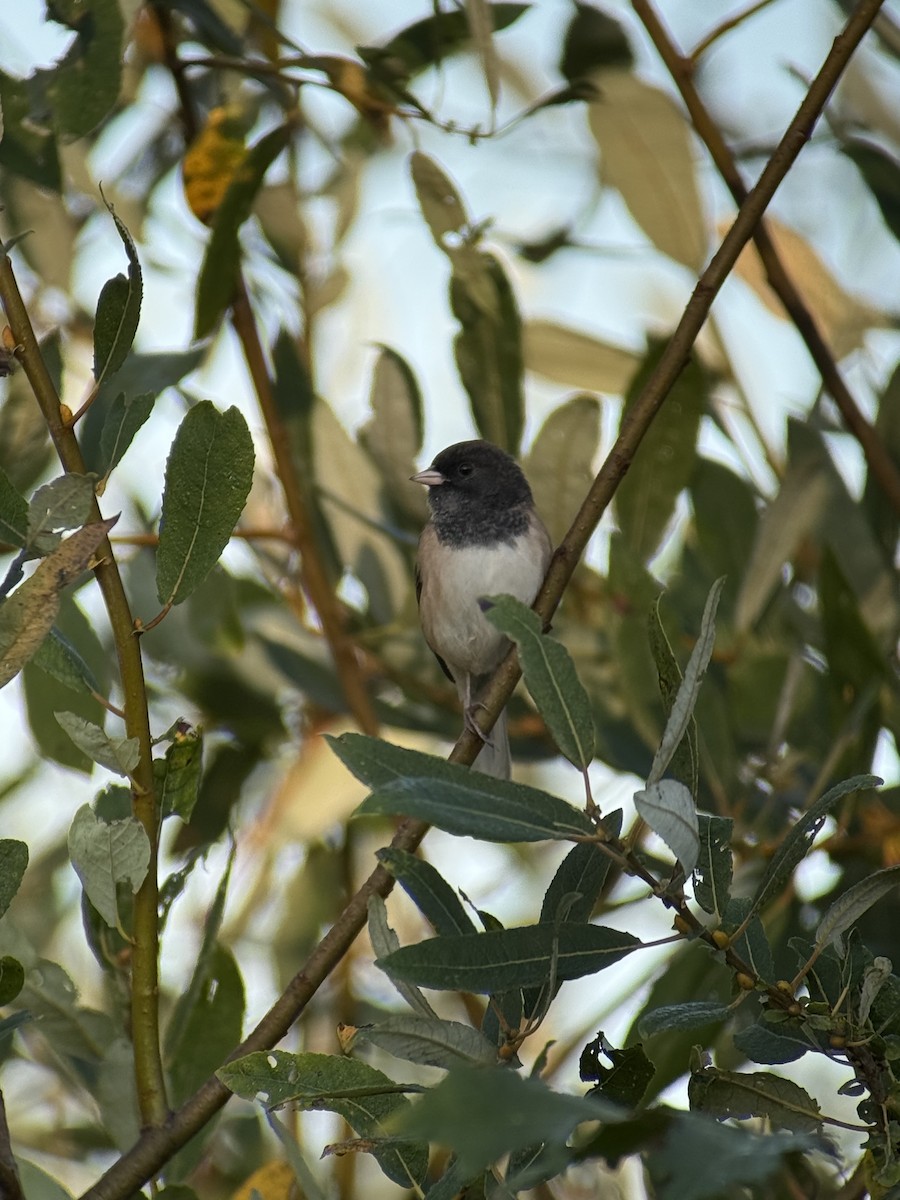 Dark-eyed Junco - ML642420131