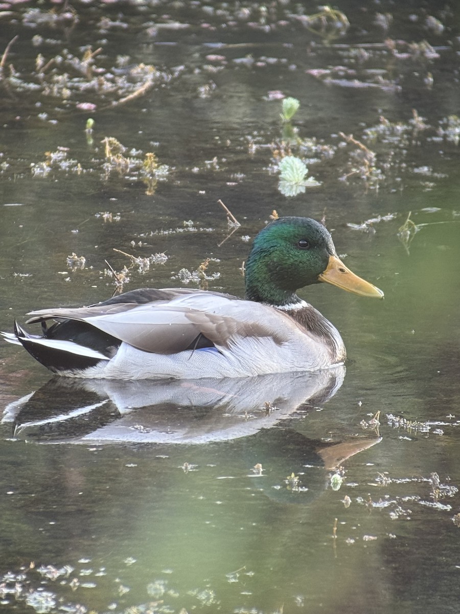 Mallard - ML642420138