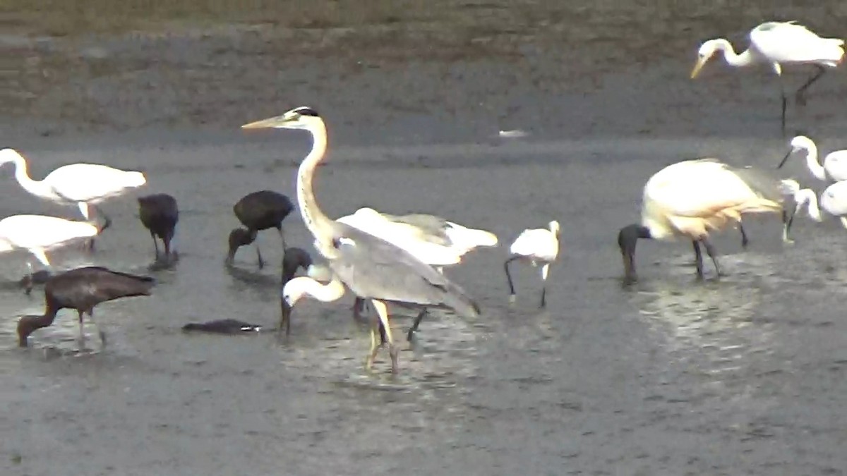Gray Heron - ML642420141