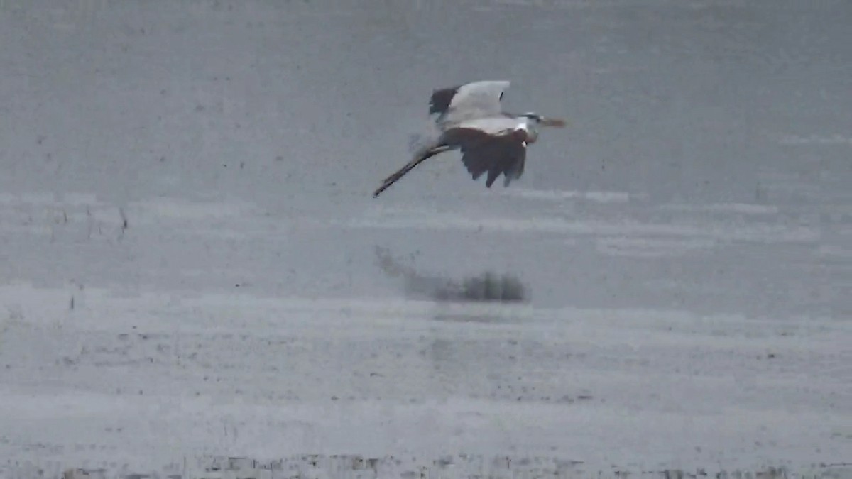Gray Heron - ML642420142