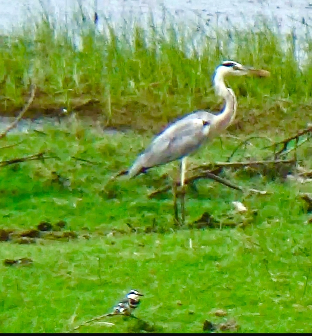 Gray Heron - ML642420143