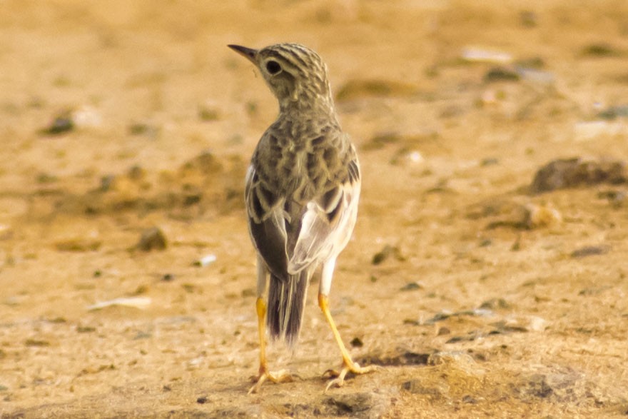 Paddyfield Pipit - ML642420144