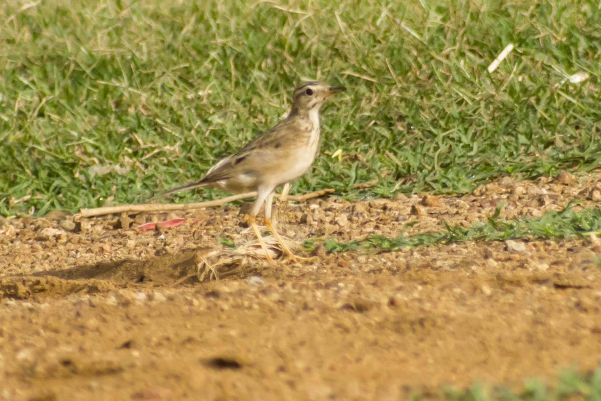 Paddyfield Pipit - ML642420145