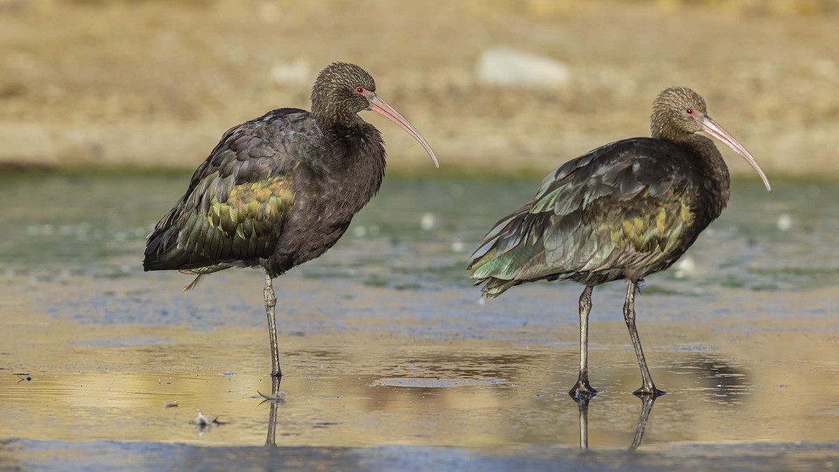 Puna Ibis - ML642420148