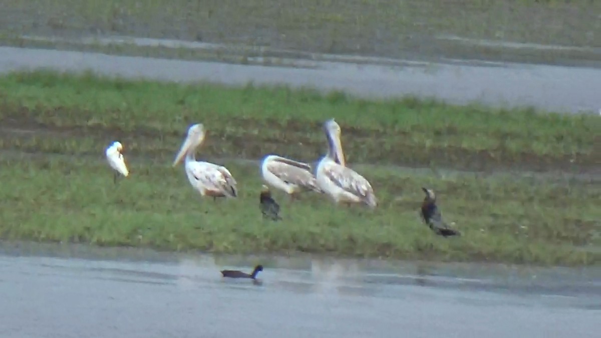 Spot-billed Pelican - ML642420150