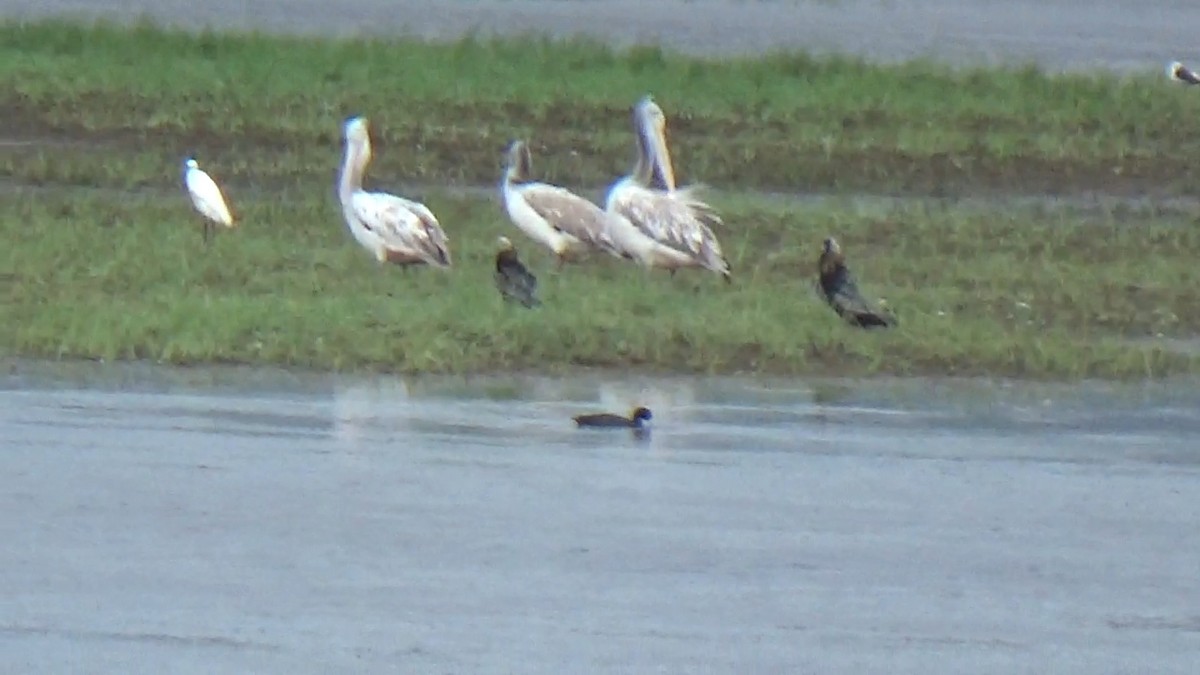 Spot-billed Pelican - ML642420151
