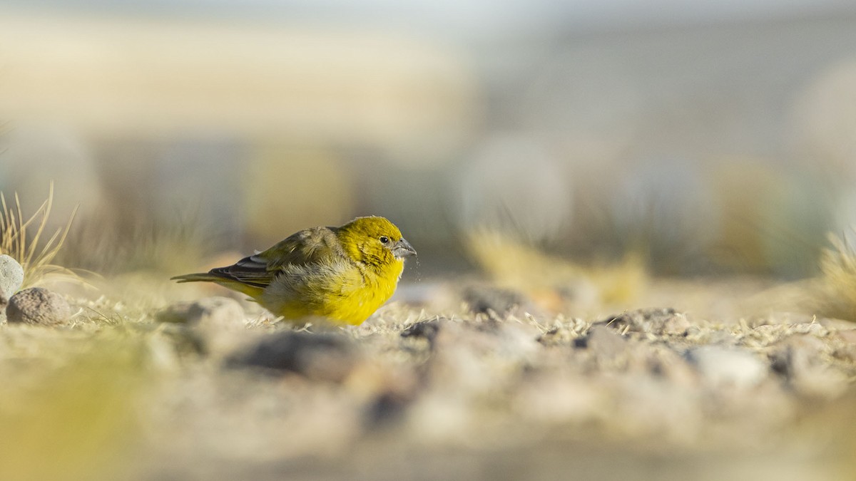Puna Yellow-Finch - ML642420156