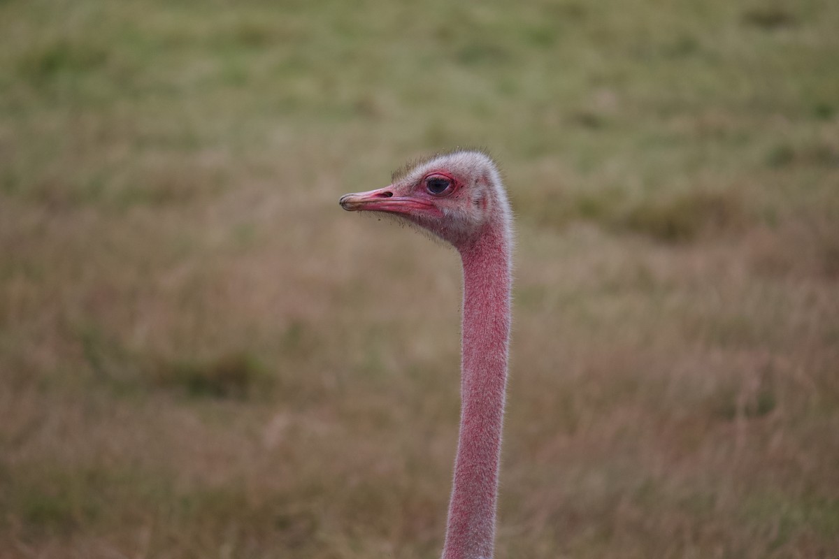 Common Ostrich - ML642420158