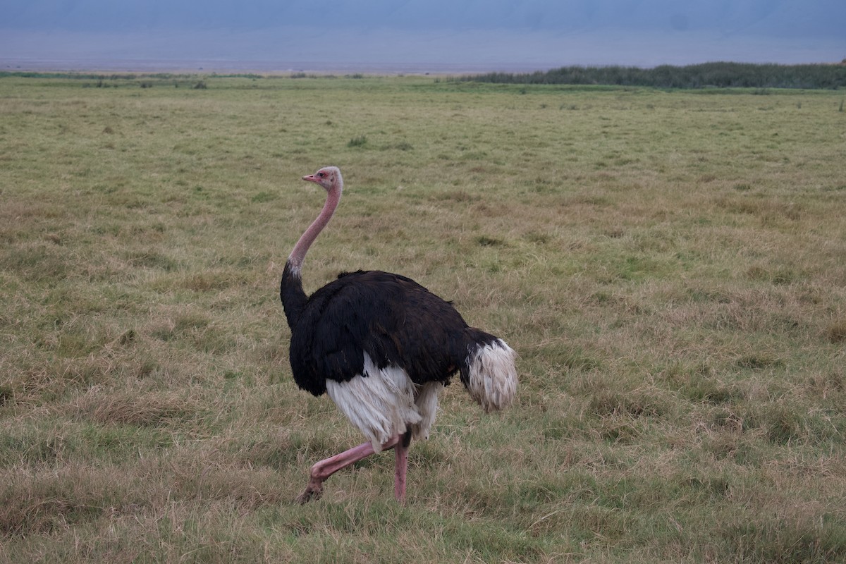 Common Ostrich - ML642420159