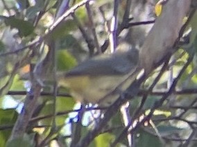Philadelphia Vireo - ML642420160