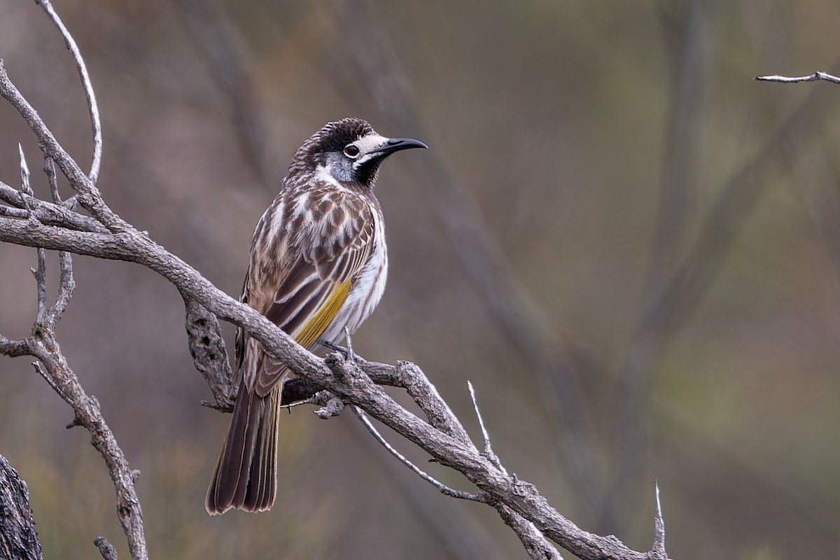 White-fronted Honeyeater - ML642420164