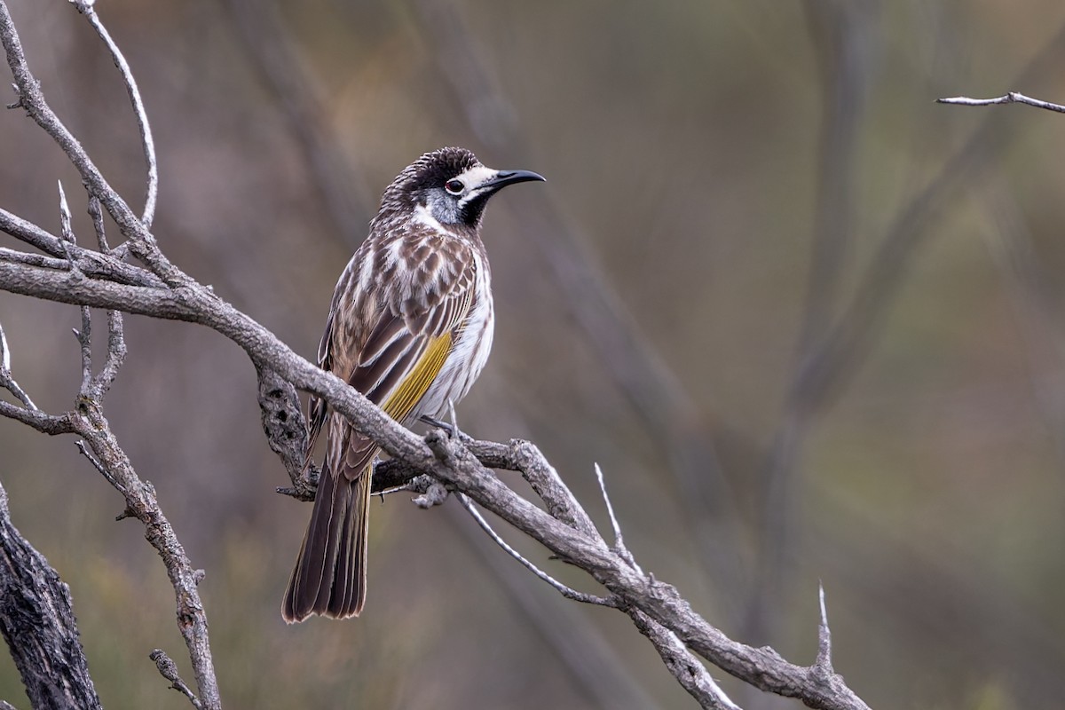 White-fronted Honeyeater - ML642420165
